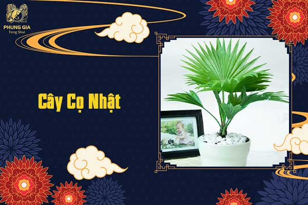 Cây Cọ Nhật